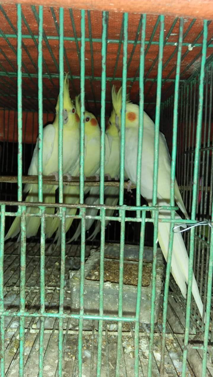 received_1590784997725154.jpeg