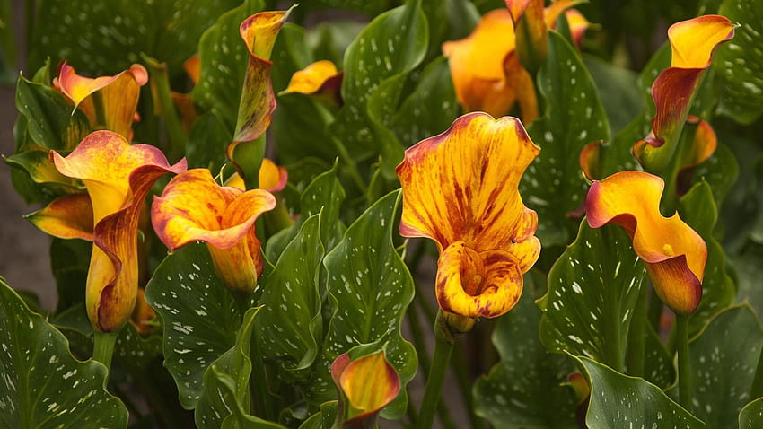 desktop-wallpaper-calla-lily-with-rain-drops-lily.jpg