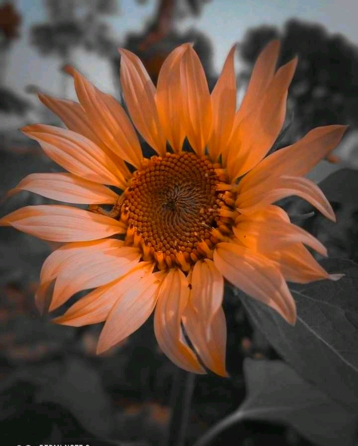 PicsArt_04-01-09.38.33.jpg