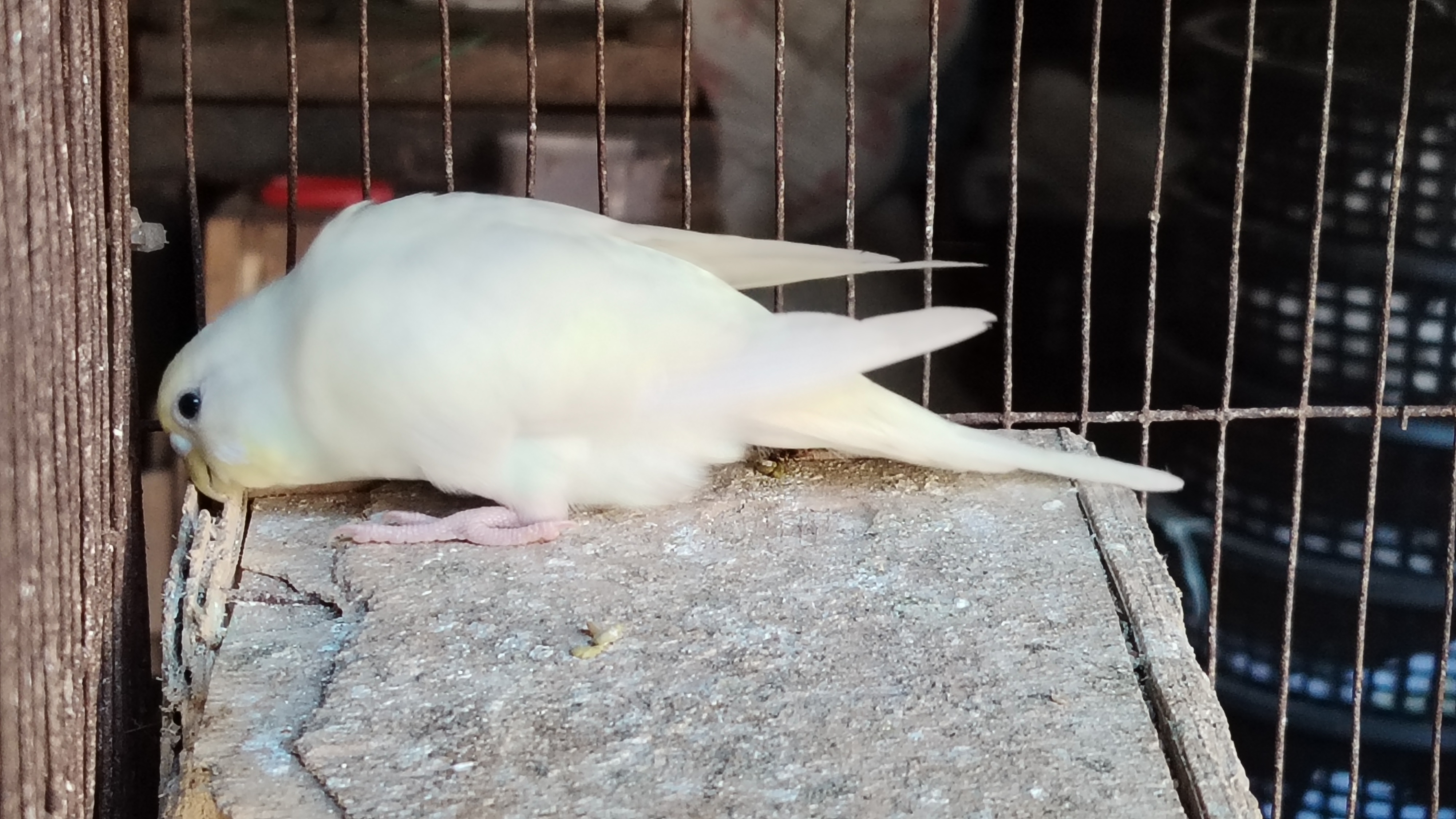 60715.jpg