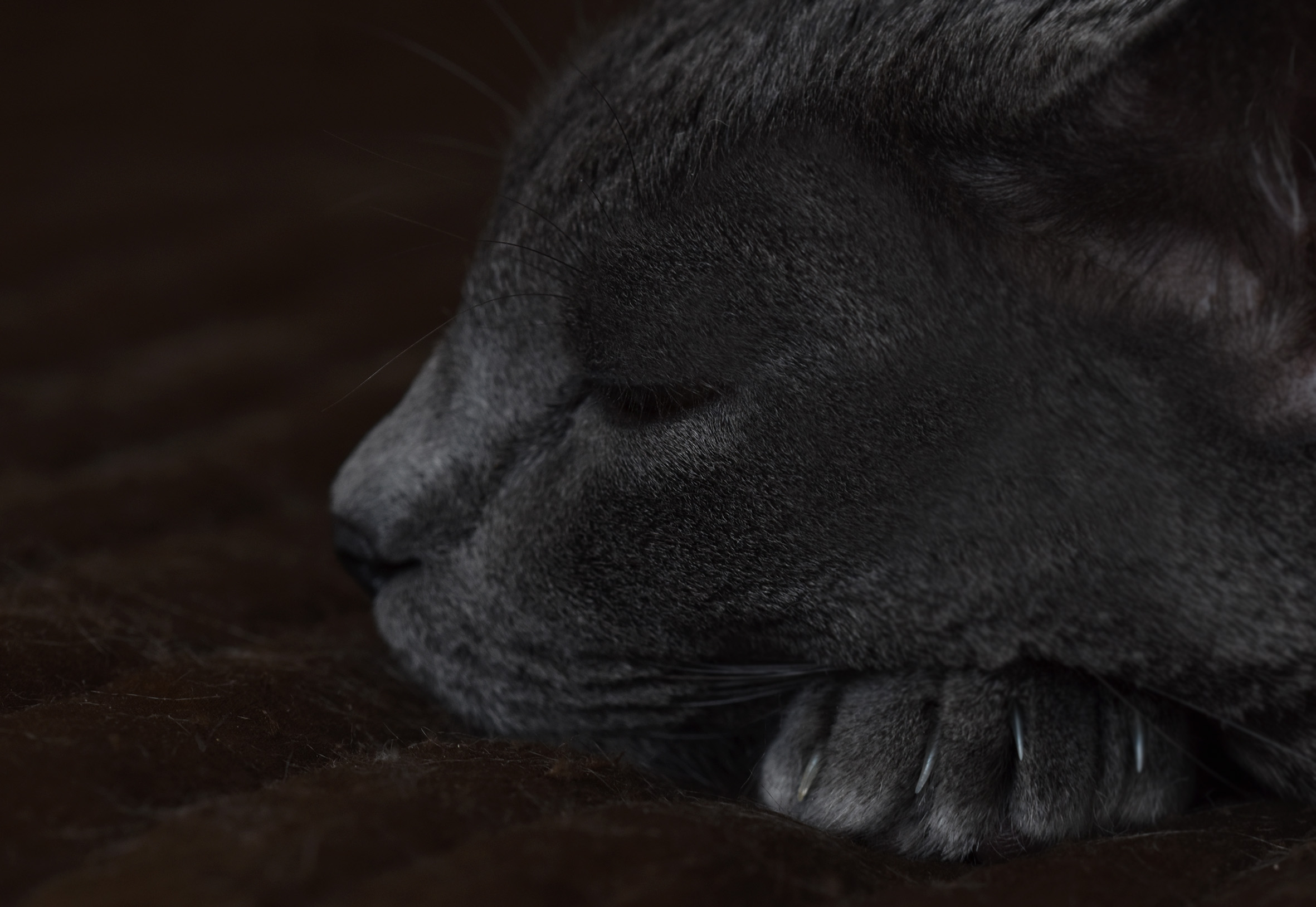 Suzi sleepy.jpg