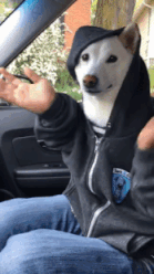 E4CD15CA-546A-4BDF-8858-C766E942F288.gif