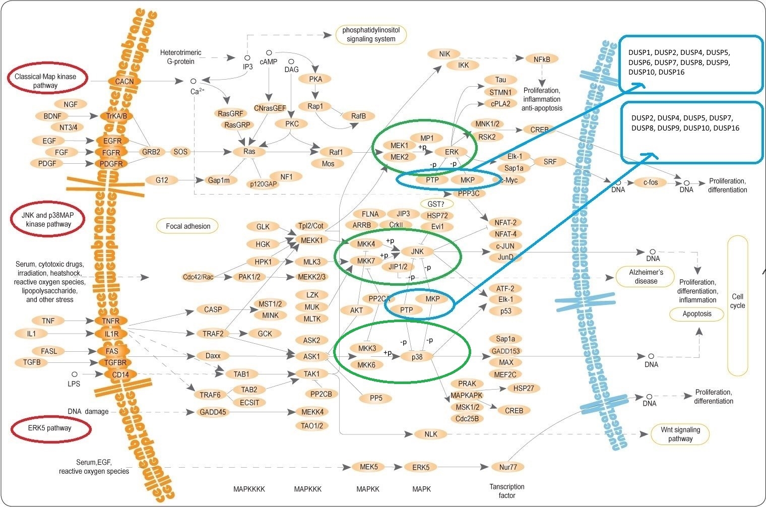 MAPKpathways_333.jpg