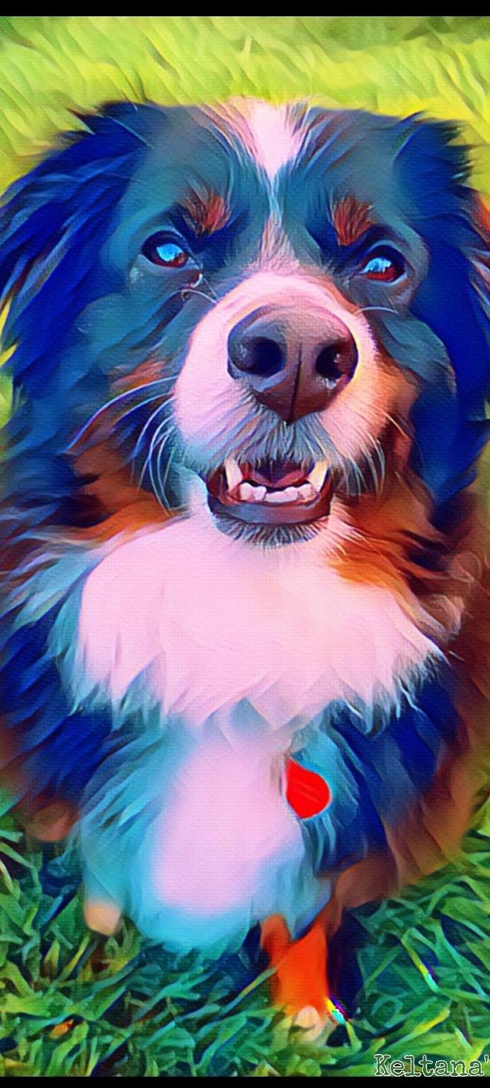 Australian Shepherd.jpg