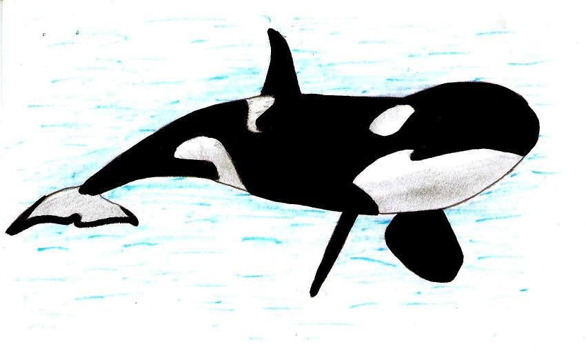 dibujo de ballena orca