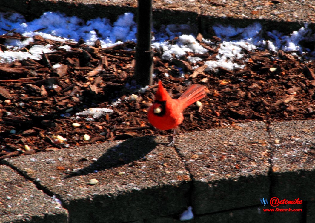 Northern Cardinal PFW02_0109.JPG