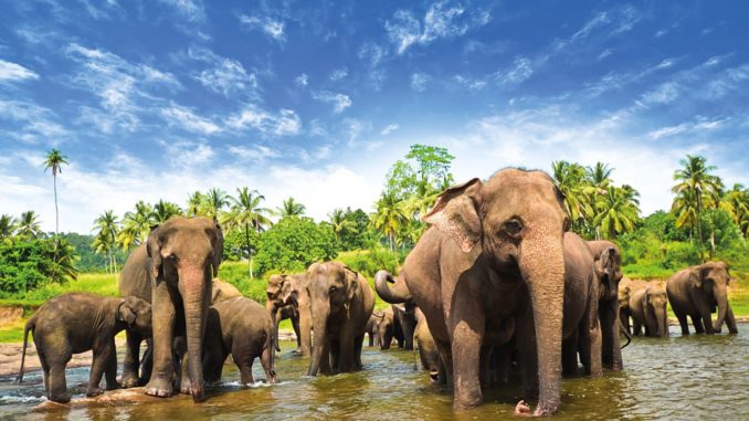 sri-lanka-elephants-1600x900-678x381.jpg