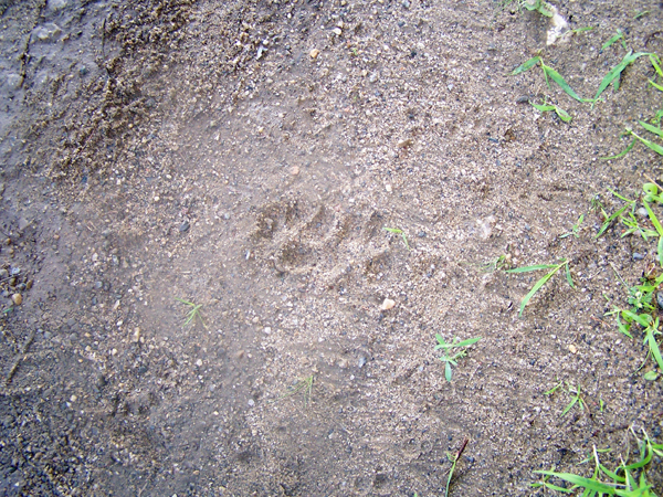 Footprints1 crop July 2018.jpg