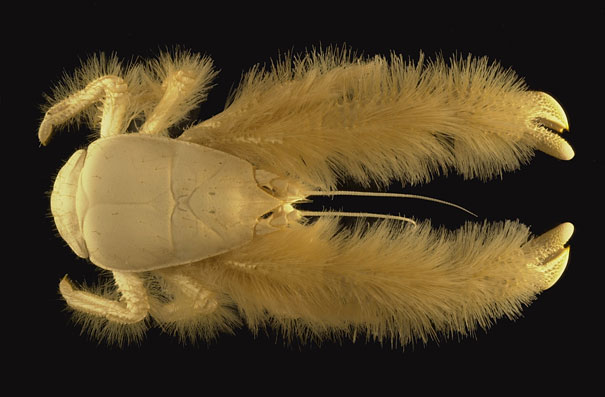 Yeti crab.jpg