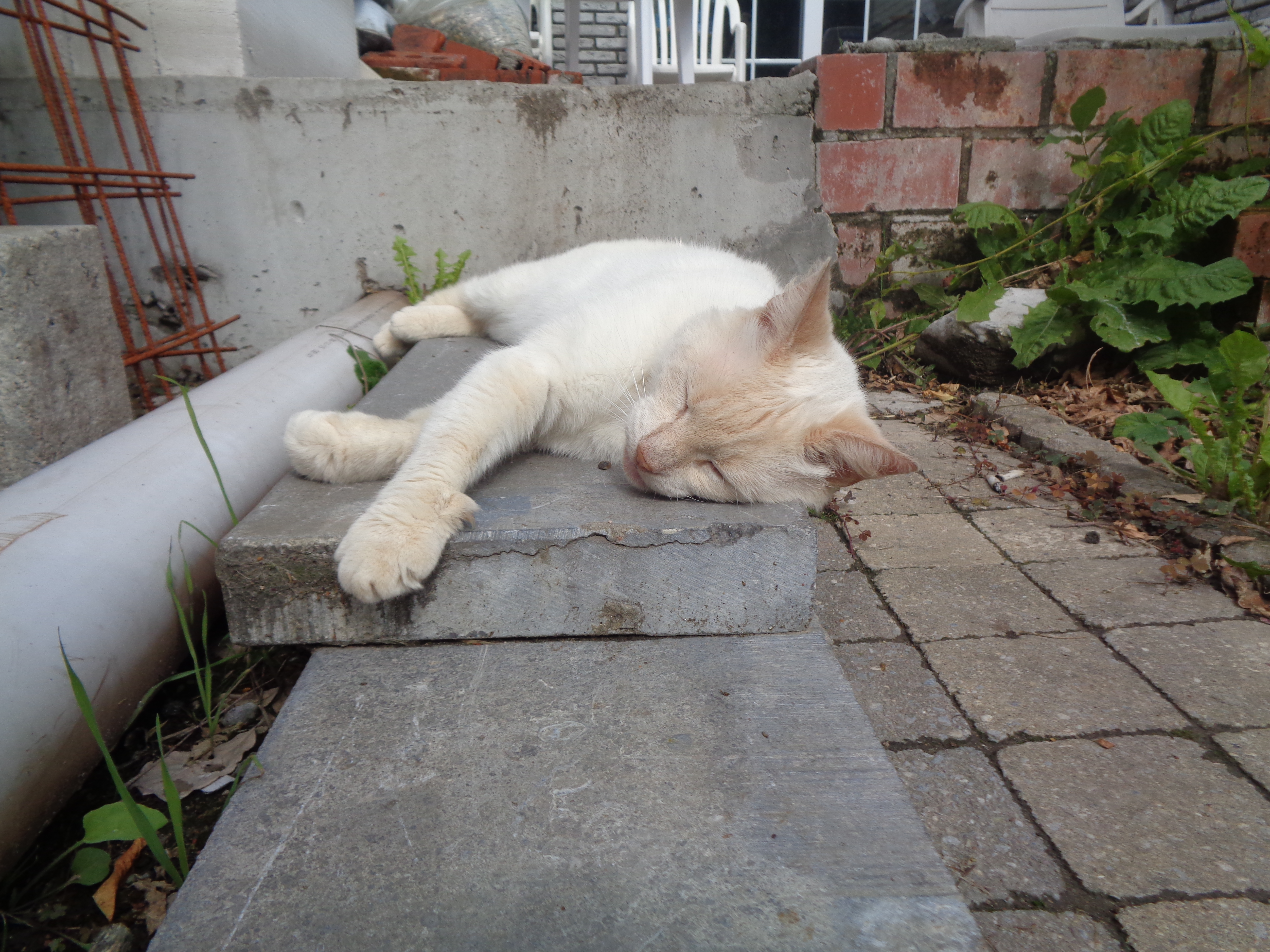 DSC02488.JPG