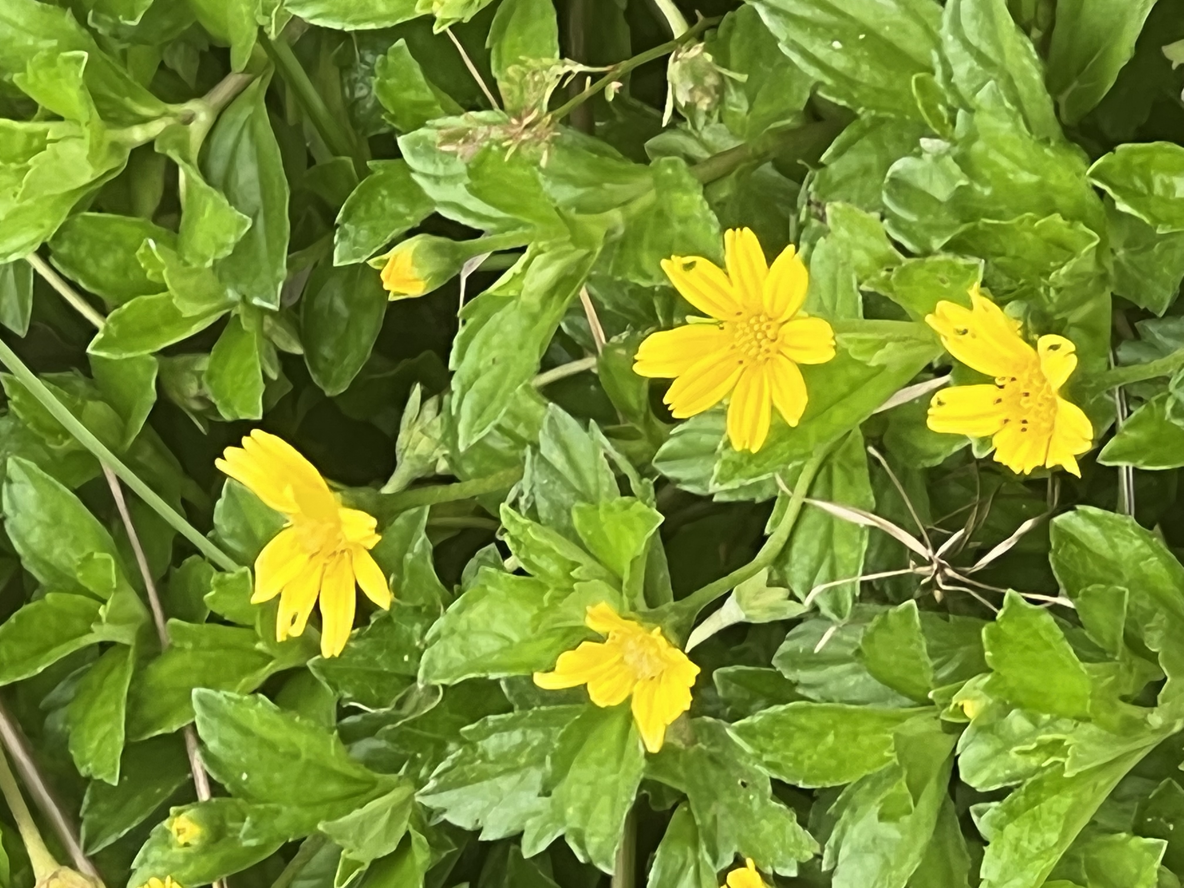 IMG_7055.jpeg