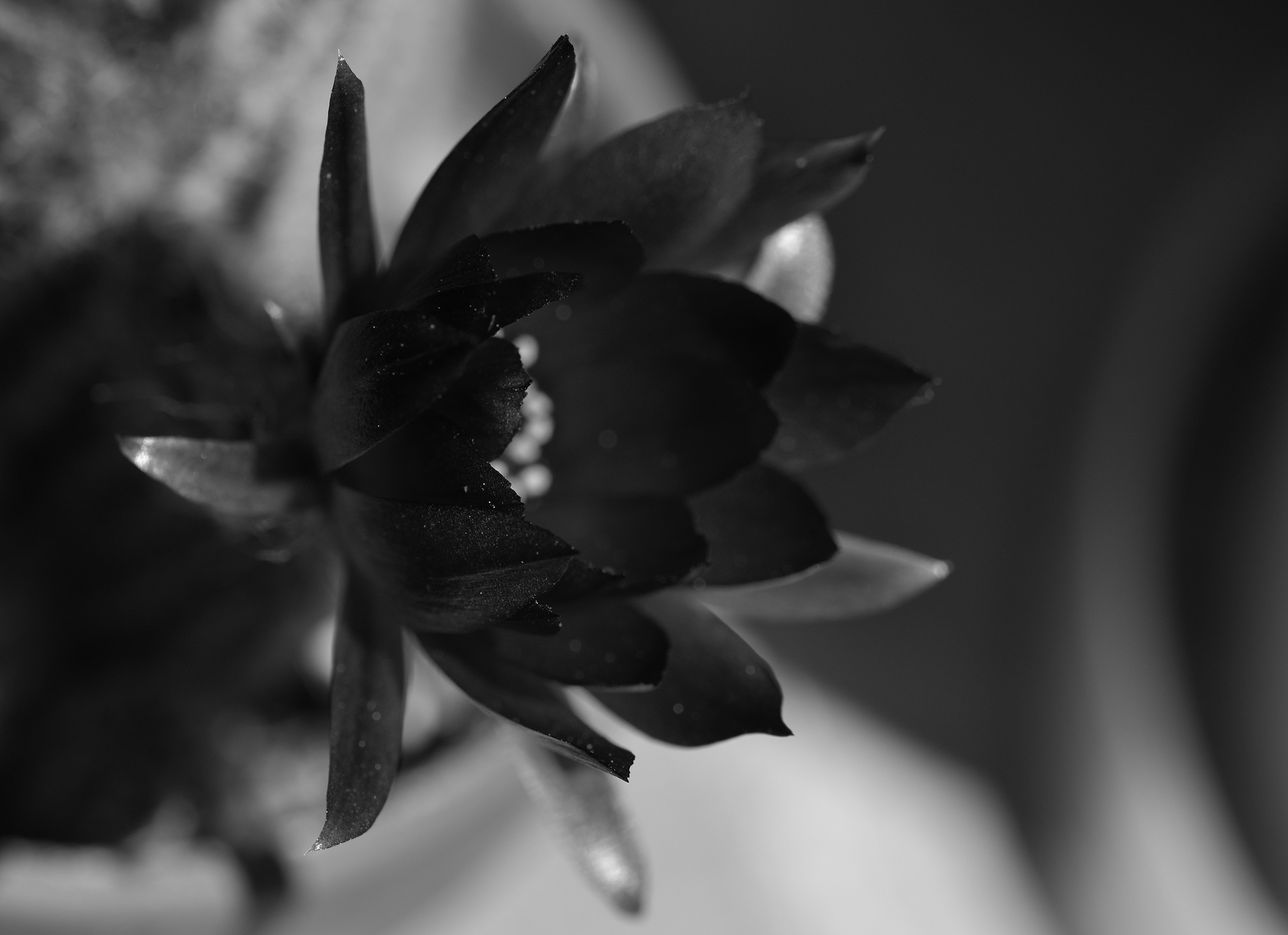Chamaecereus Silvestrii flower bw.jpg