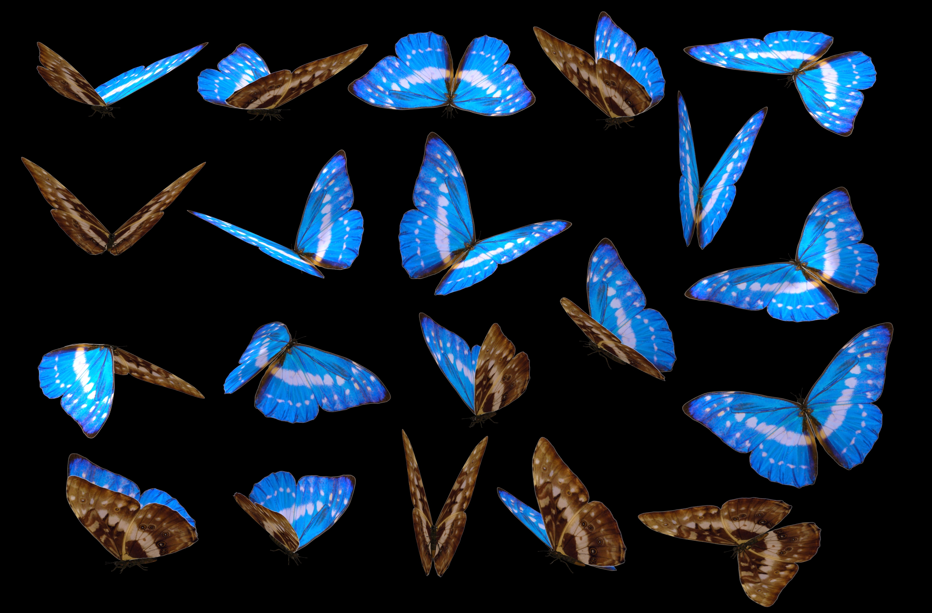 pixabaylite_1725983411818.jpg