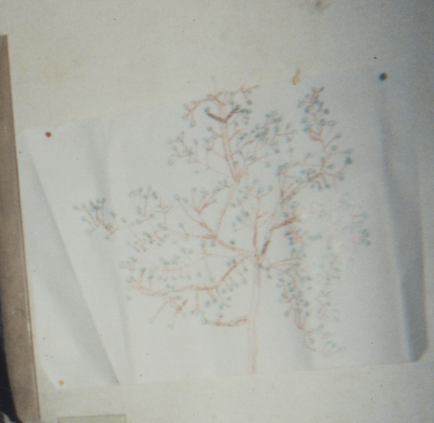1992-11 Tree by Joey Arnold.png