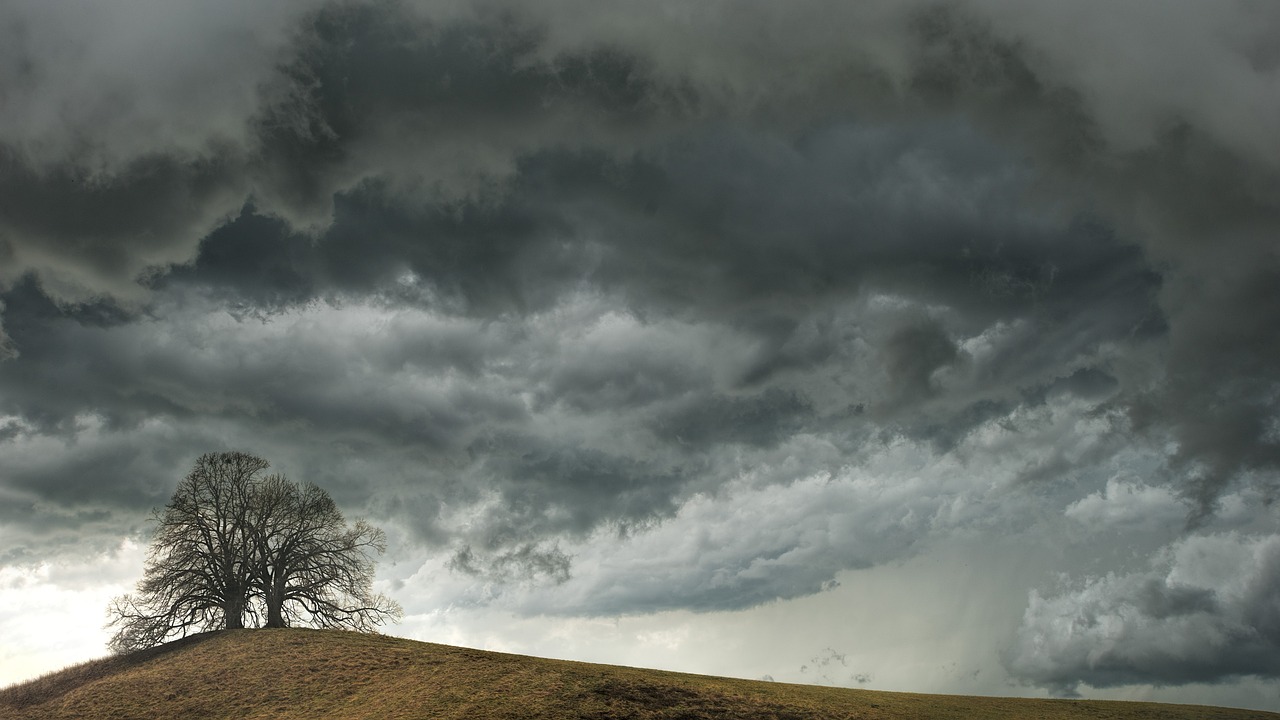 tree-4306636_1280.jpg