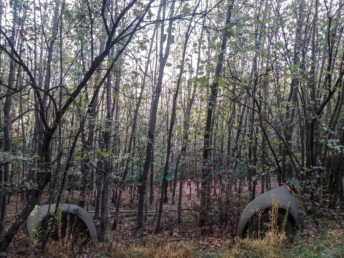 Car-into-the-forest.jpg