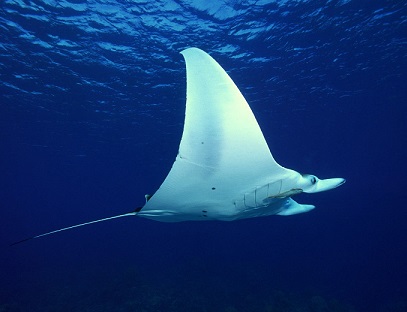 manta1.jpg