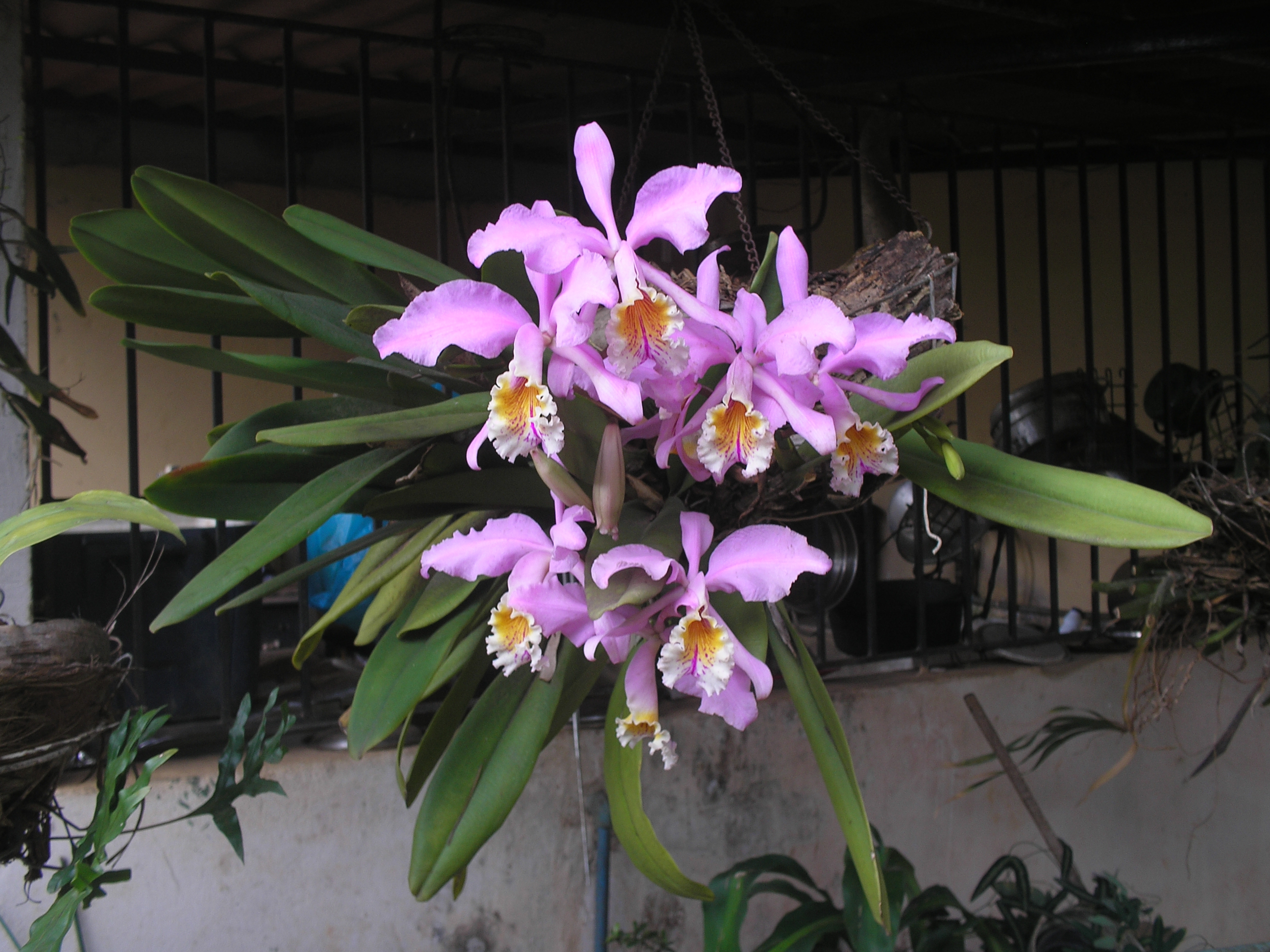 Orquidea (Cattleya Mossiae) — Steemit