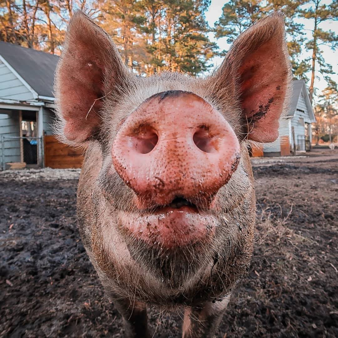 pig.jpg
