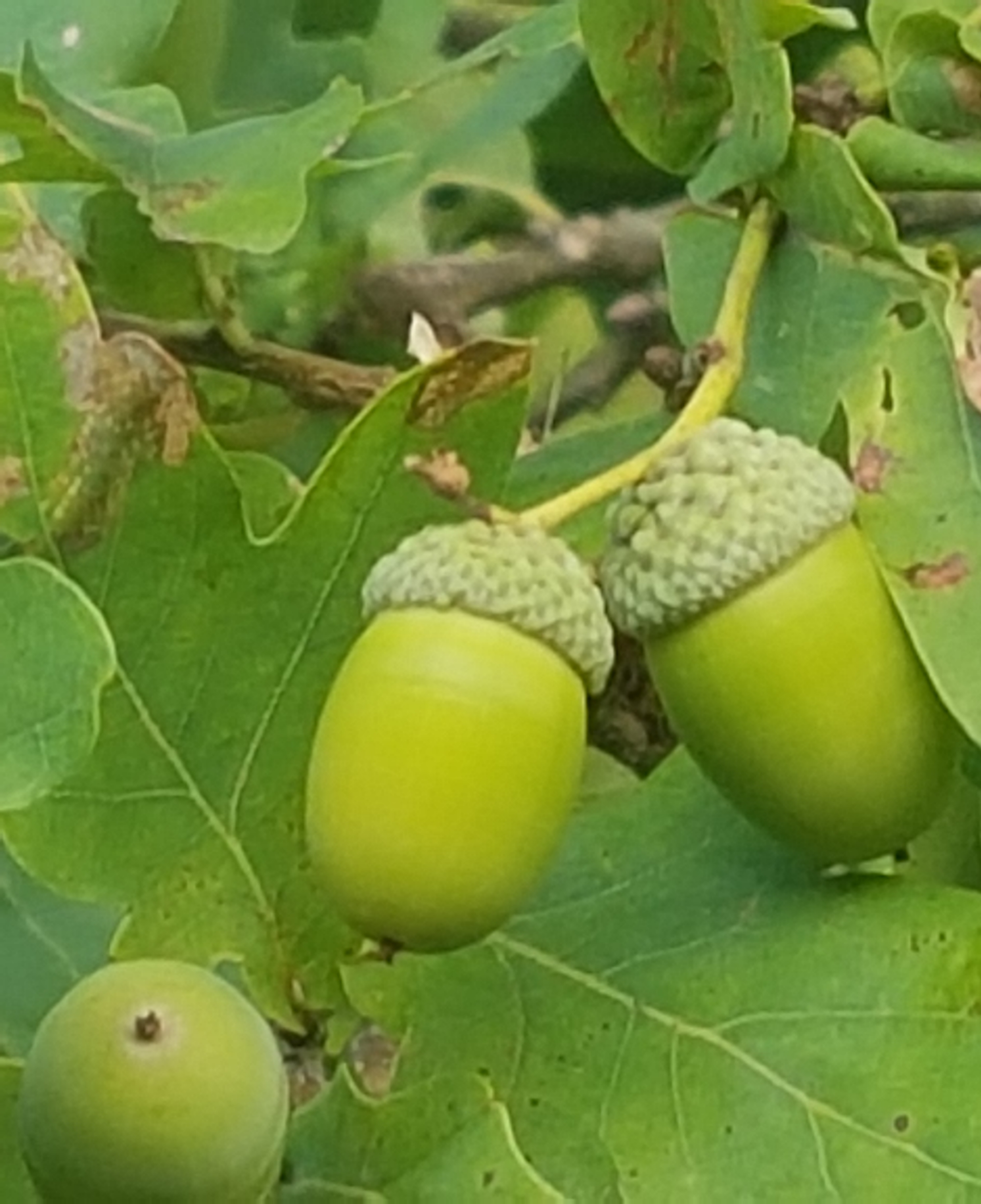 20180901_115014.jpg
