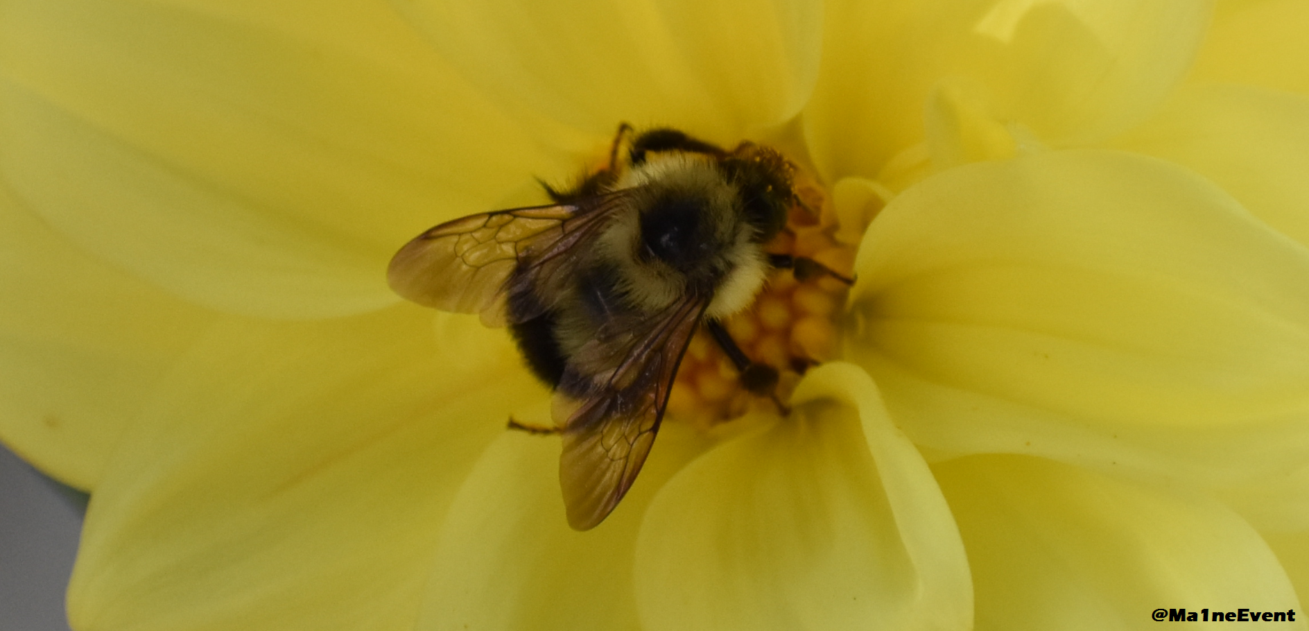 beebig.png