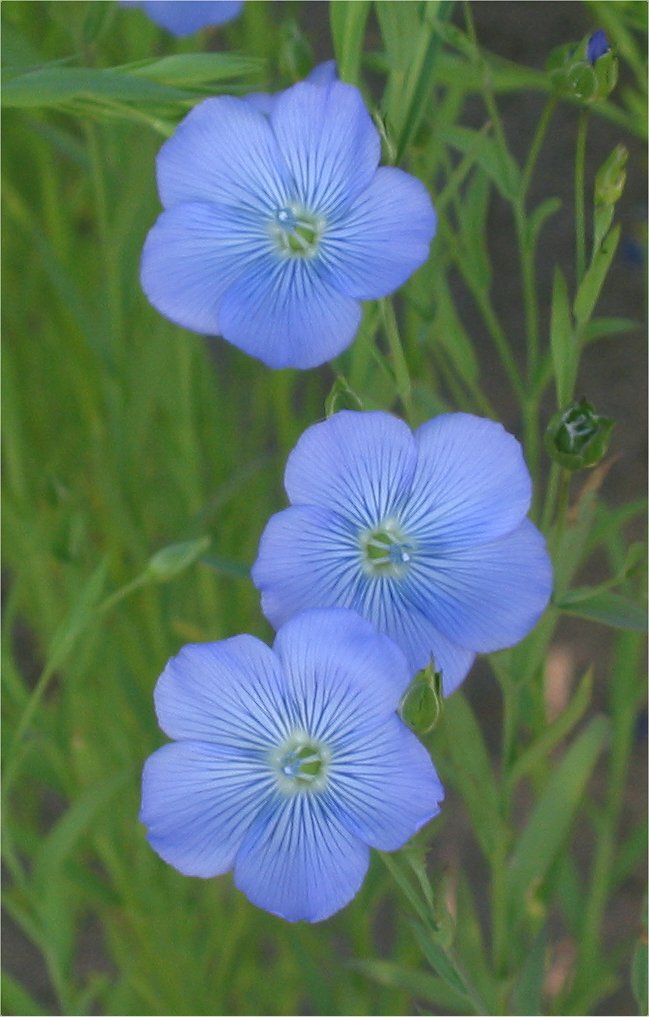 Vlas_blauwbloeiend_(Linum_usitatissimum).jpg
