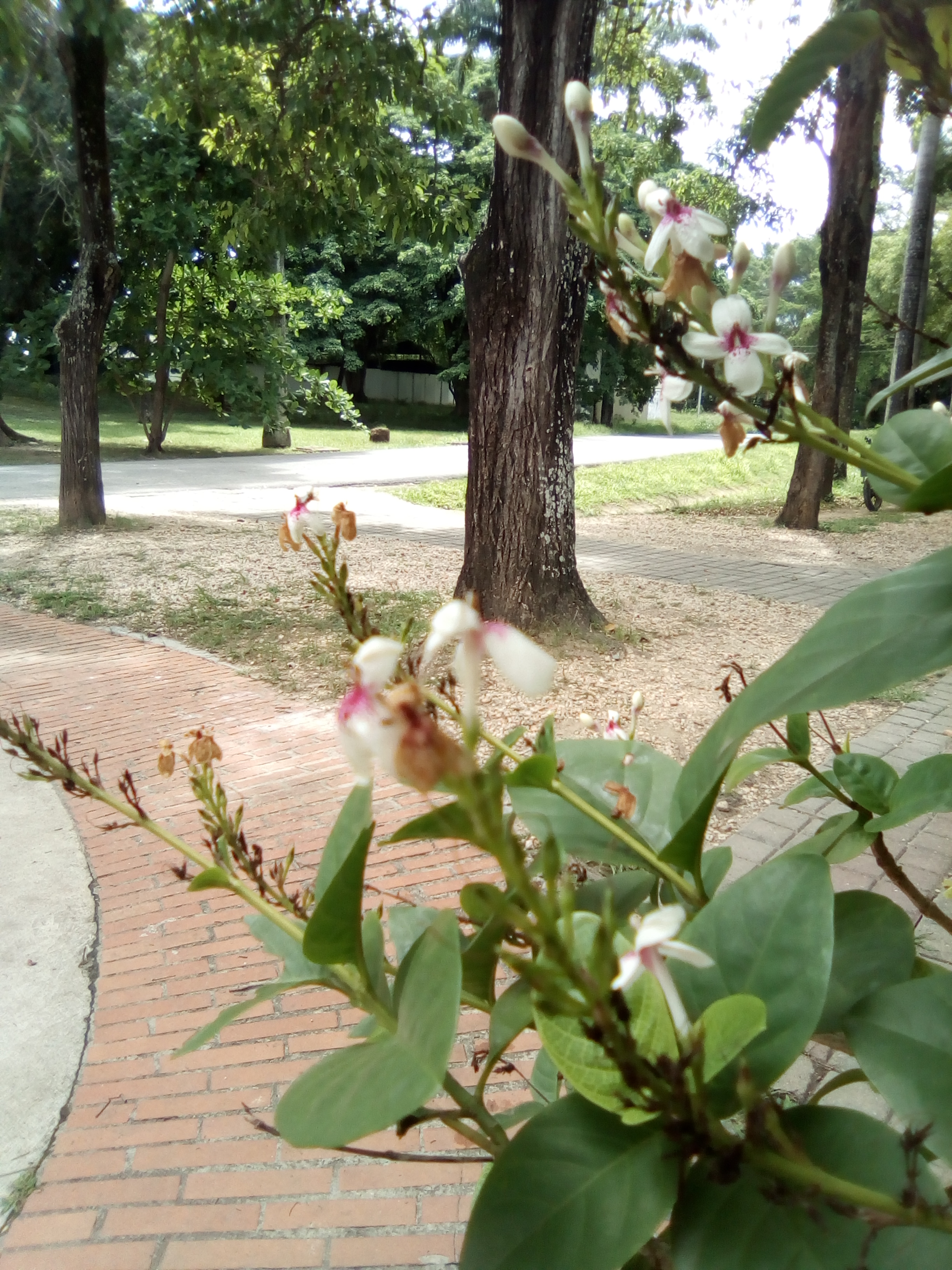 IMG_20190706_110643.jpg