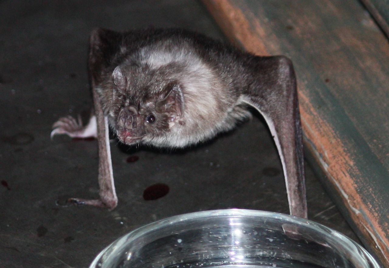 1280px-Vampire_Bat_12.jpg