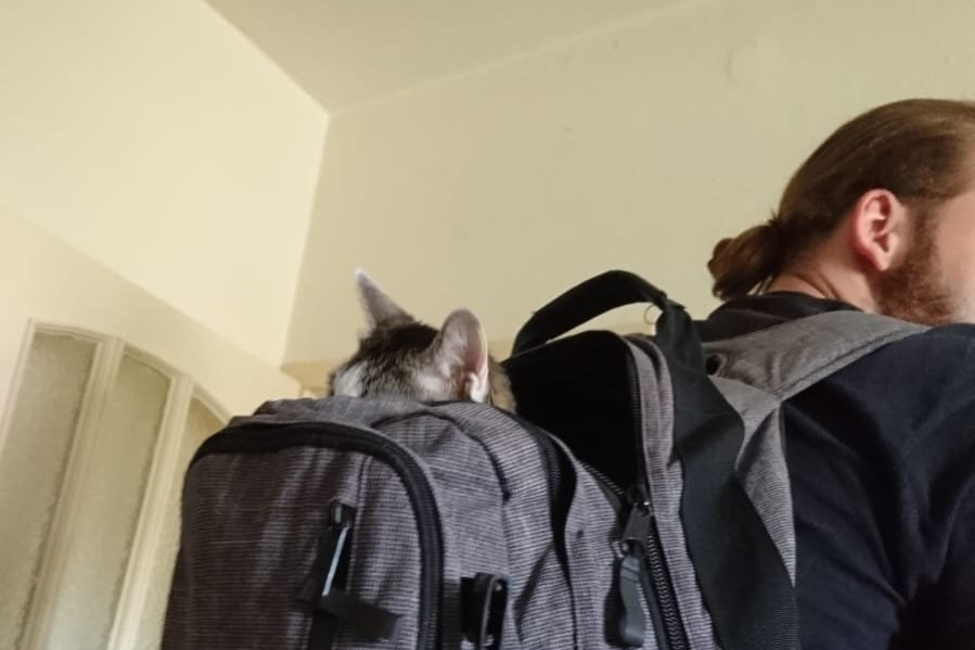 Katze im Sack1.jpg