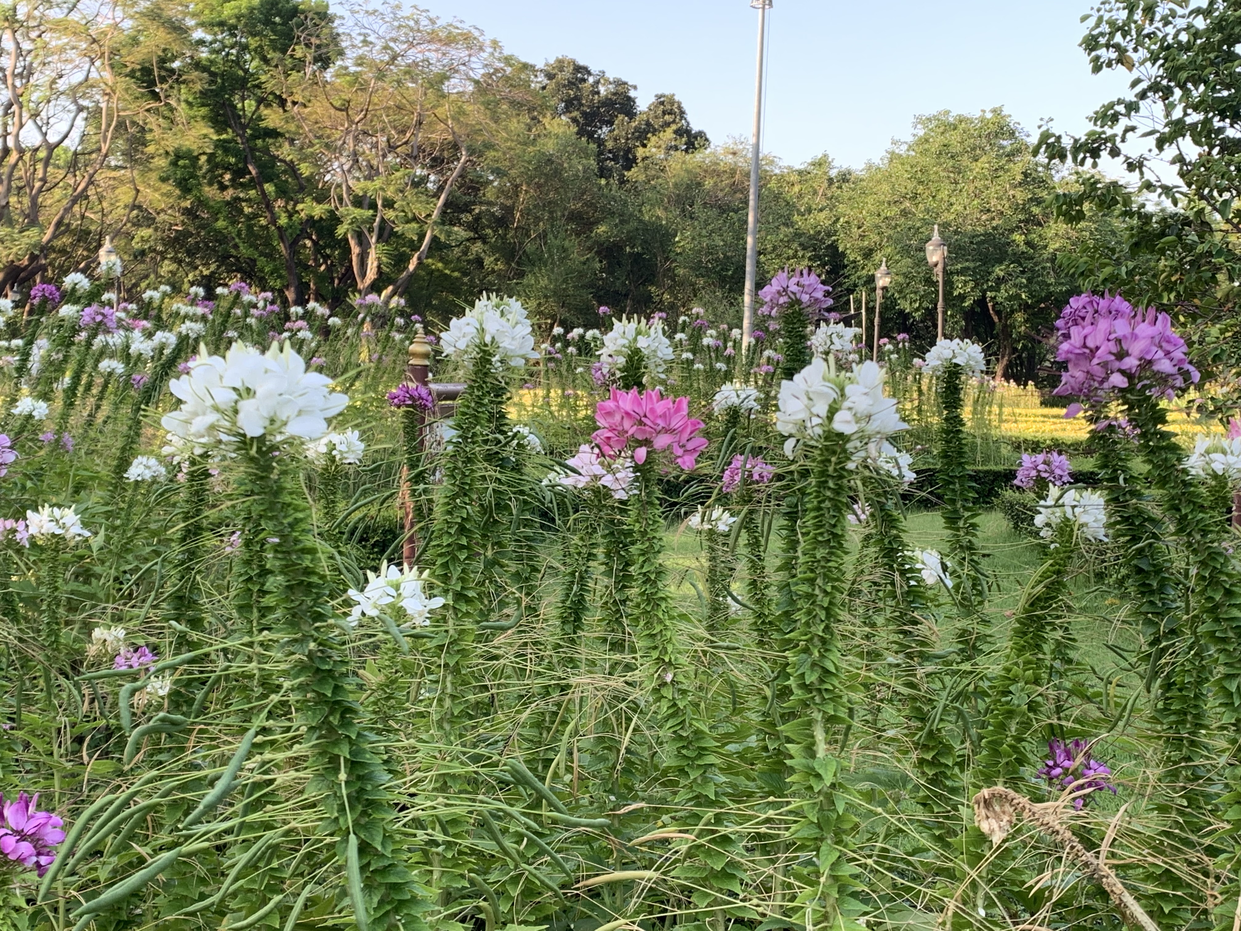 Queen Sirikit Park8.jpg