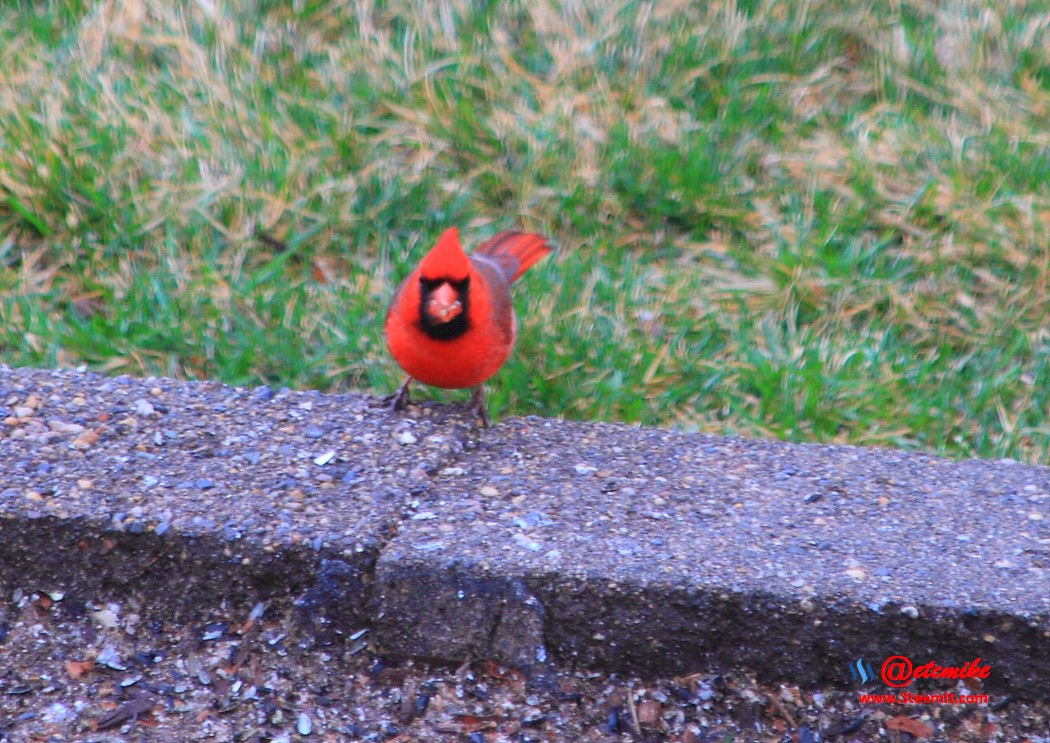 Northern Cardinal PFW20-0067.JPG