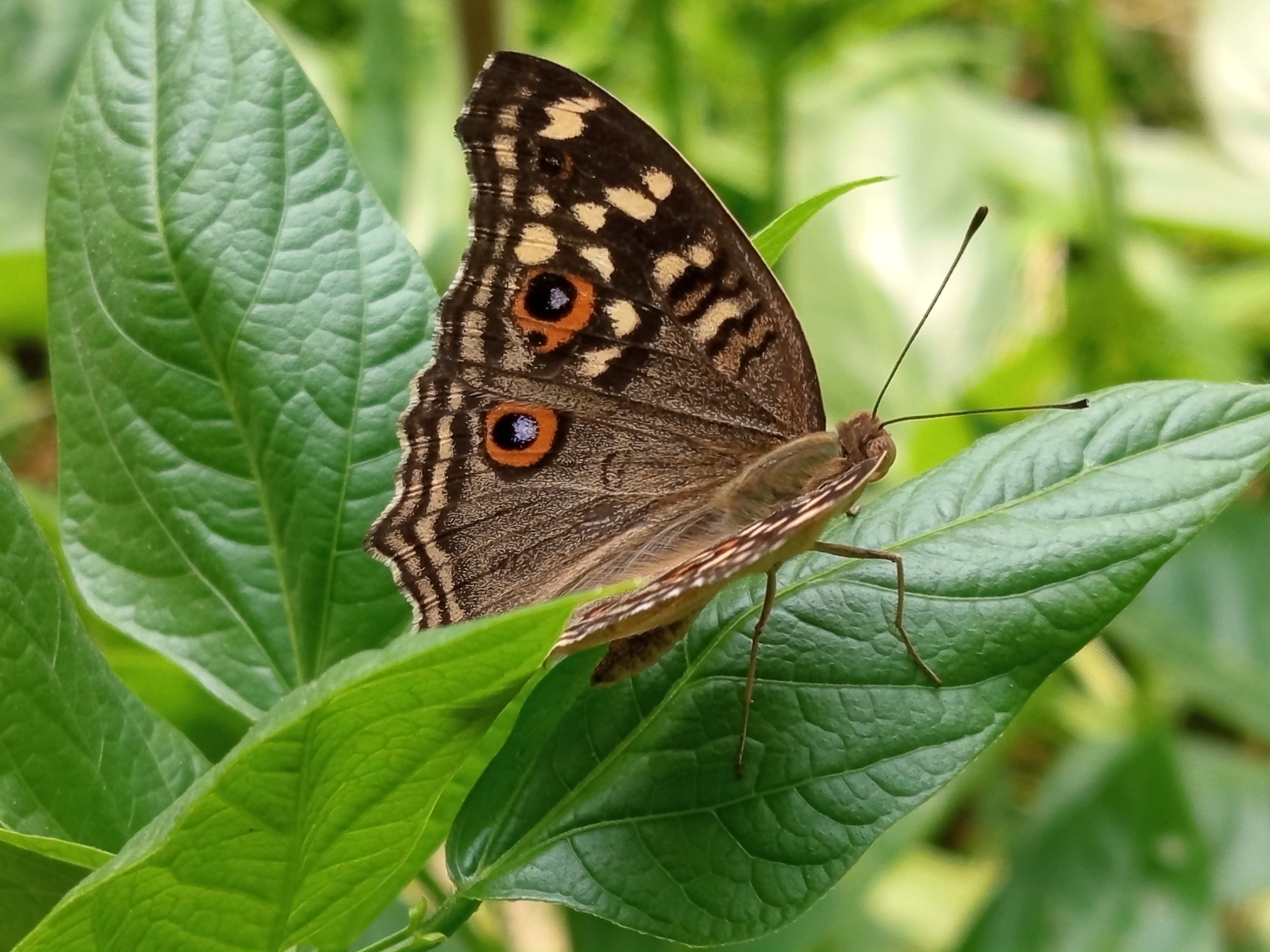 butterfly (2).jpg