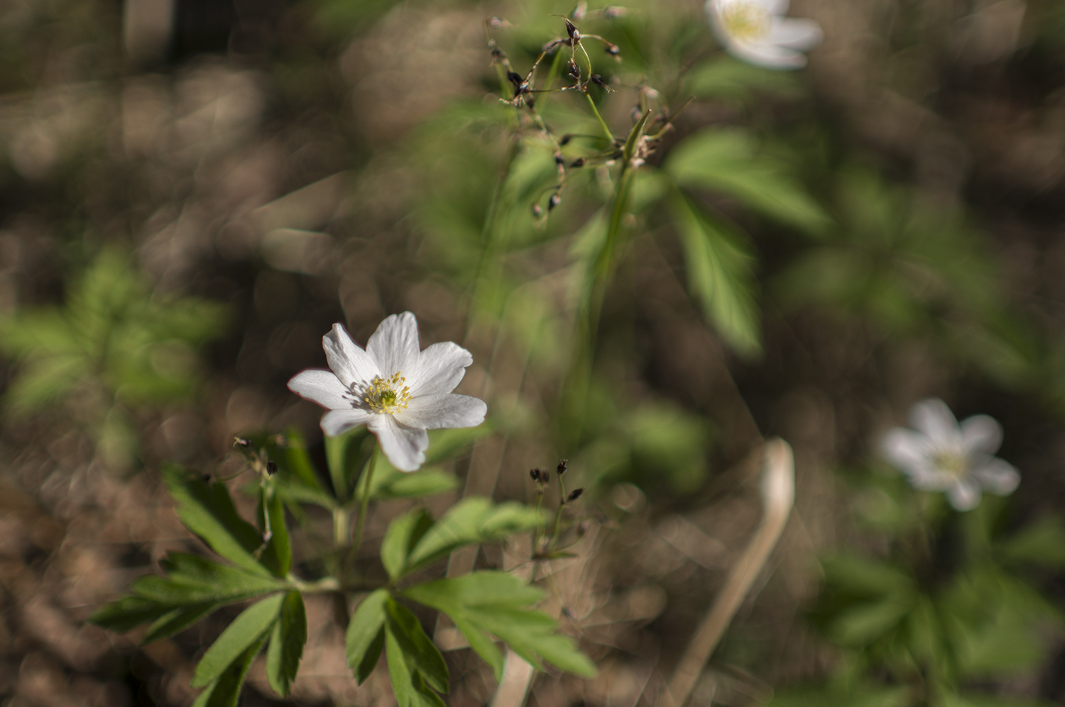 _DSC0838.jpg