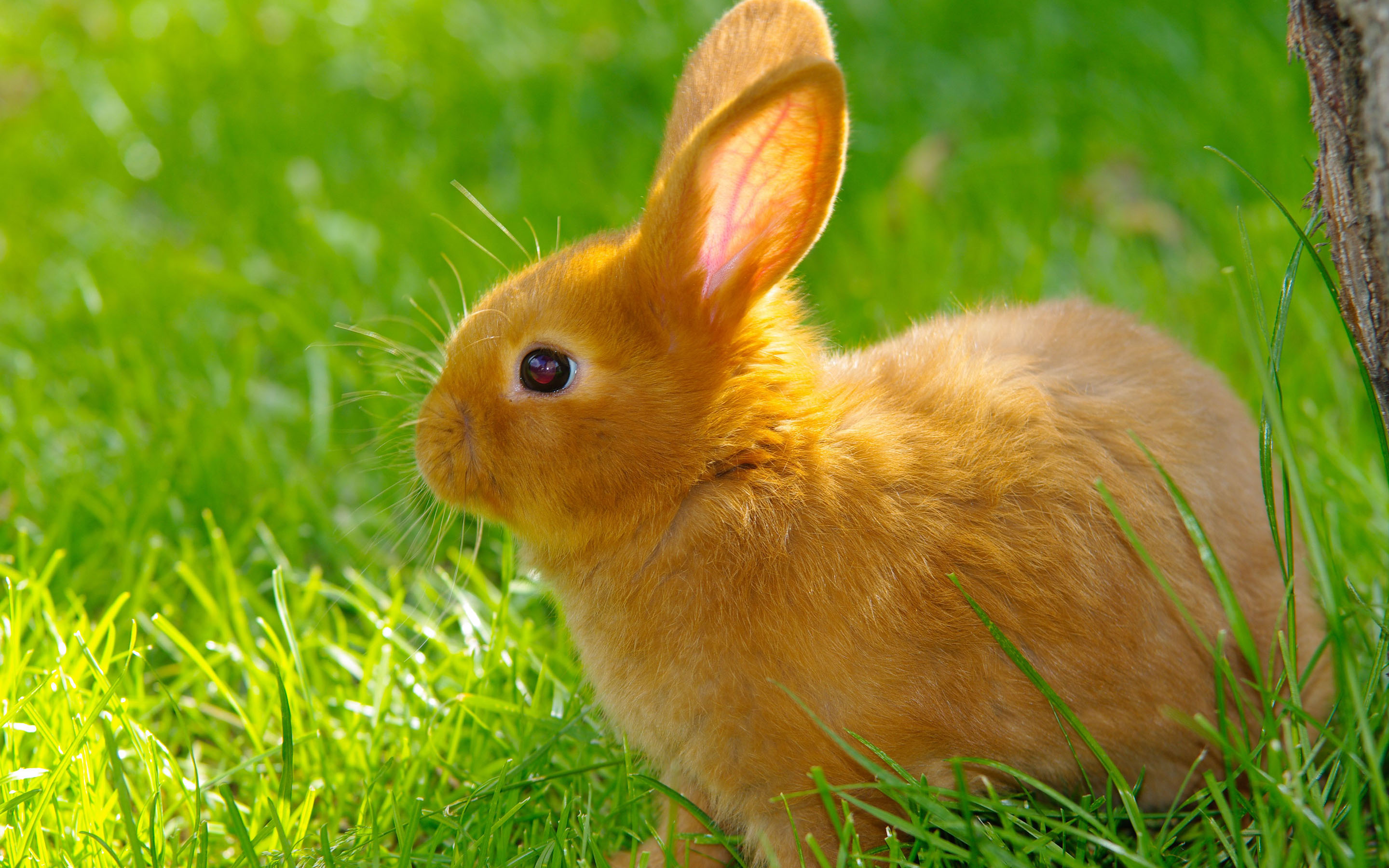 Cute-Baby-Rabbits-Wallpapers-2.jpg