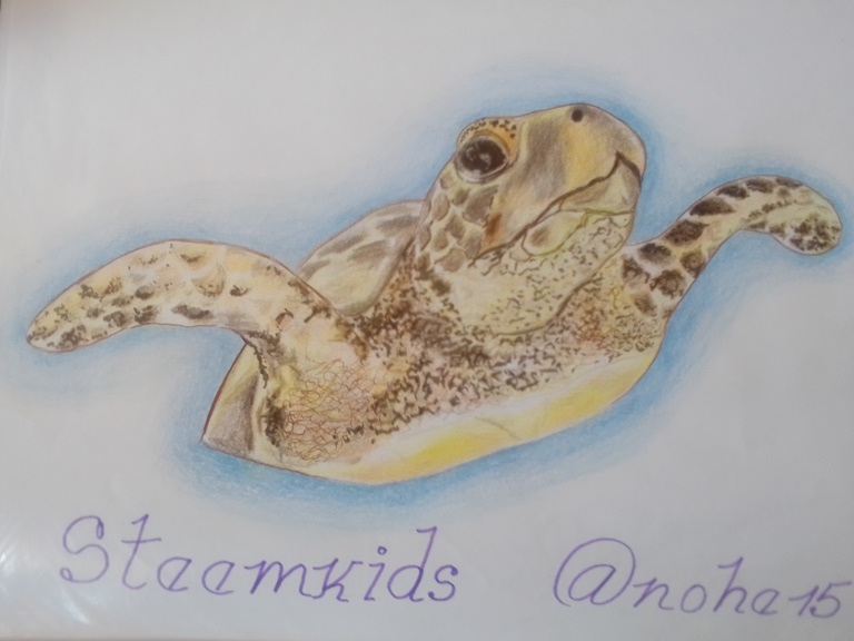 Dibuja una tortuga 15.jpg
