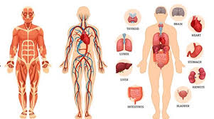 images (1) body.jpg