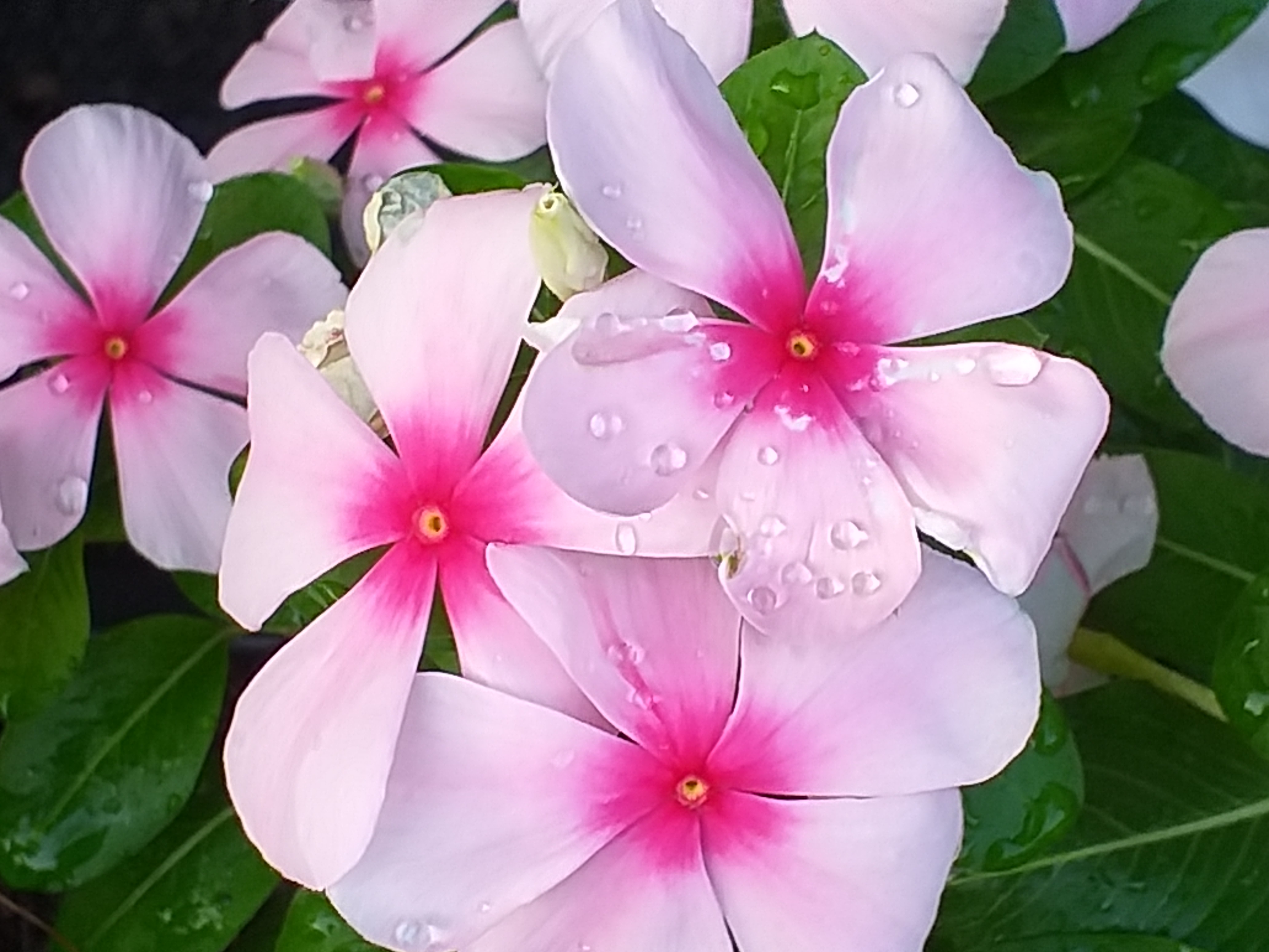 my garden101.jpg