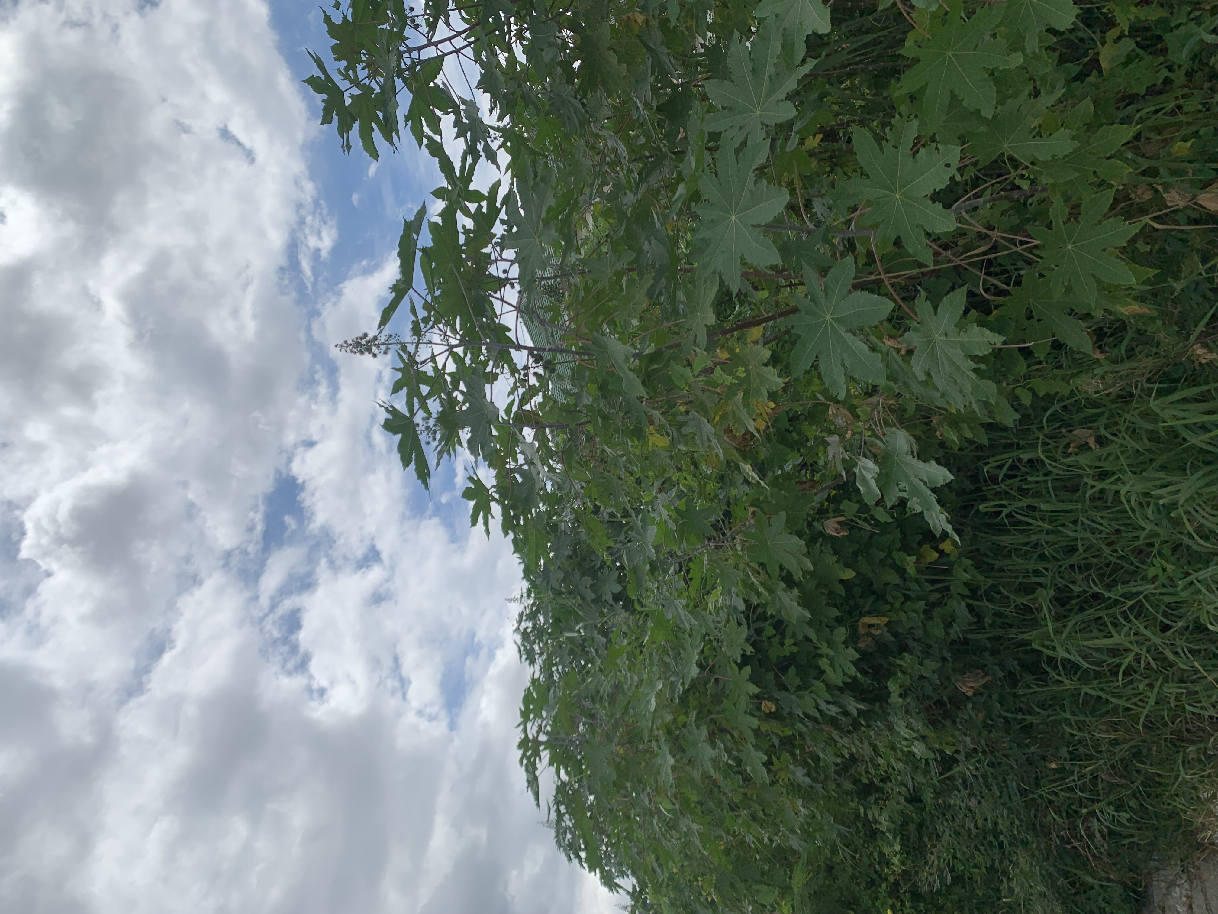 nature621.jpg