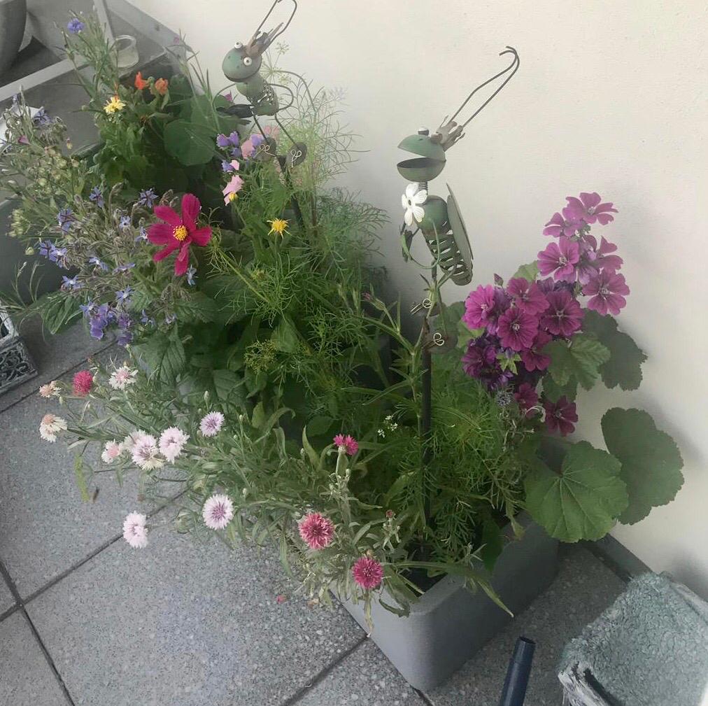 Wiese Sommer.jpg