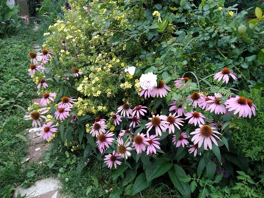 IMG_20210807_145302.jpg
