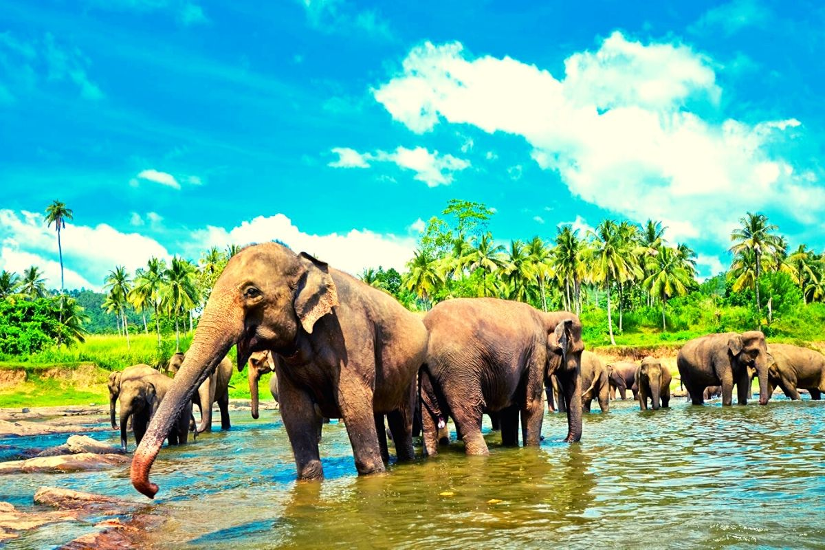 Most beautiful Elephants in this Plant - Sri Lanka - Steemit.