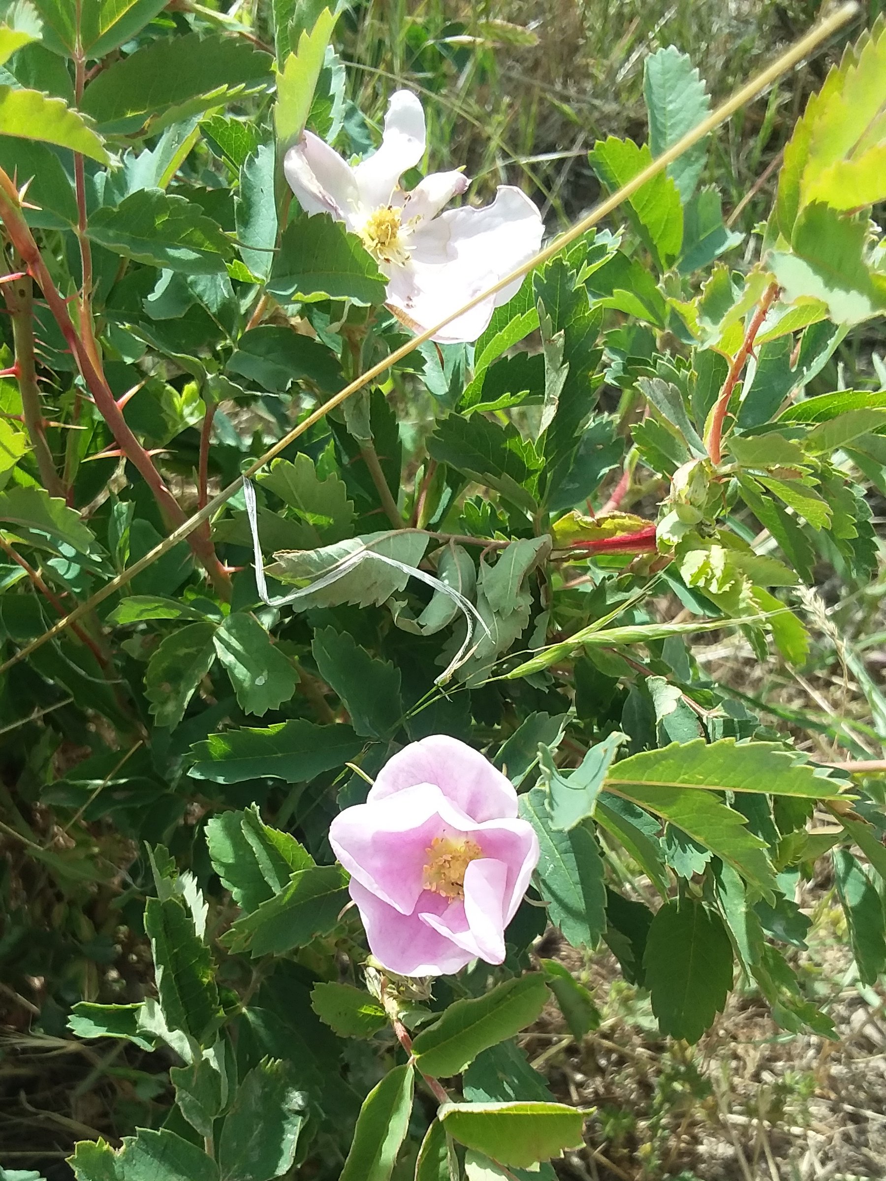 rose resized.jpg
