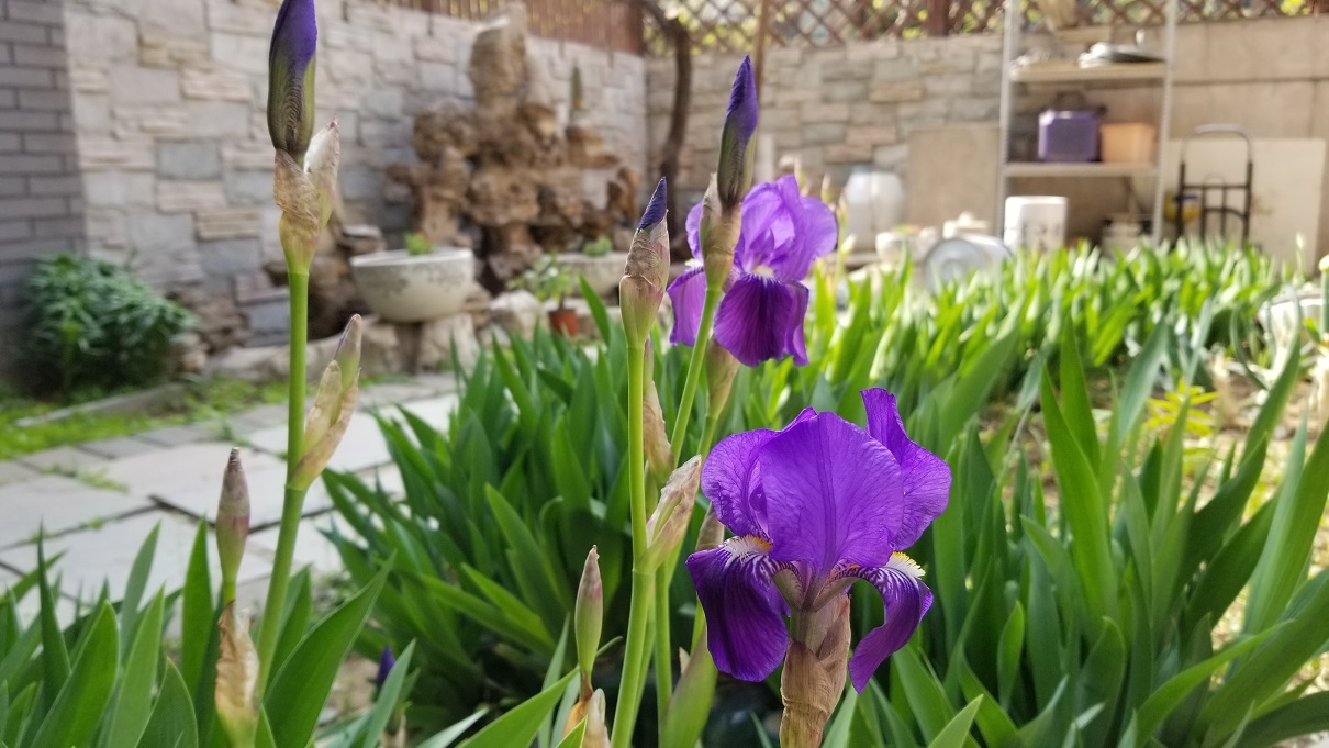 家花没有野花香（鸢尾和郁金香）/ Iris and tulip