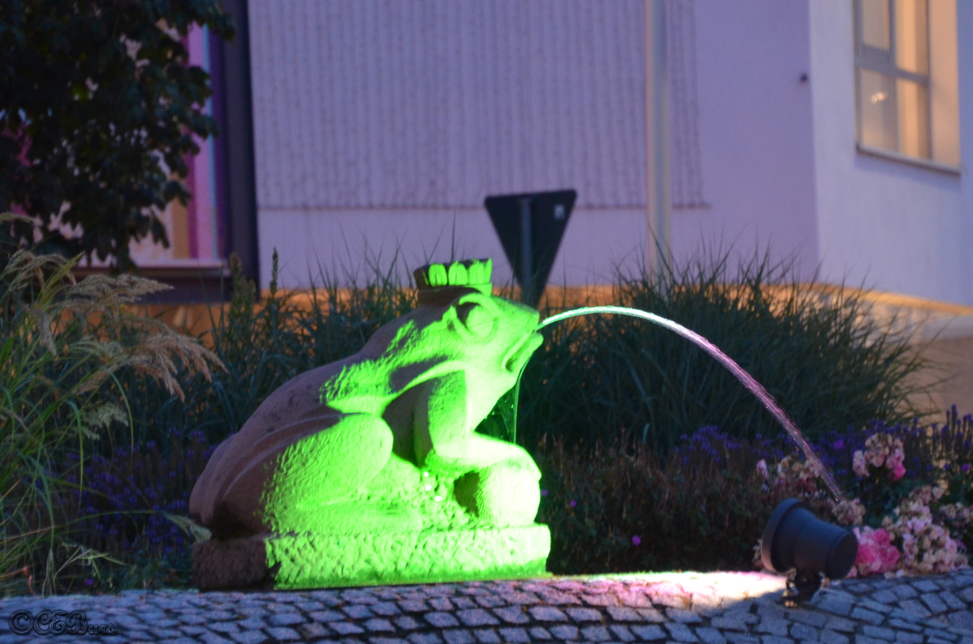 DSC_3926.jpg