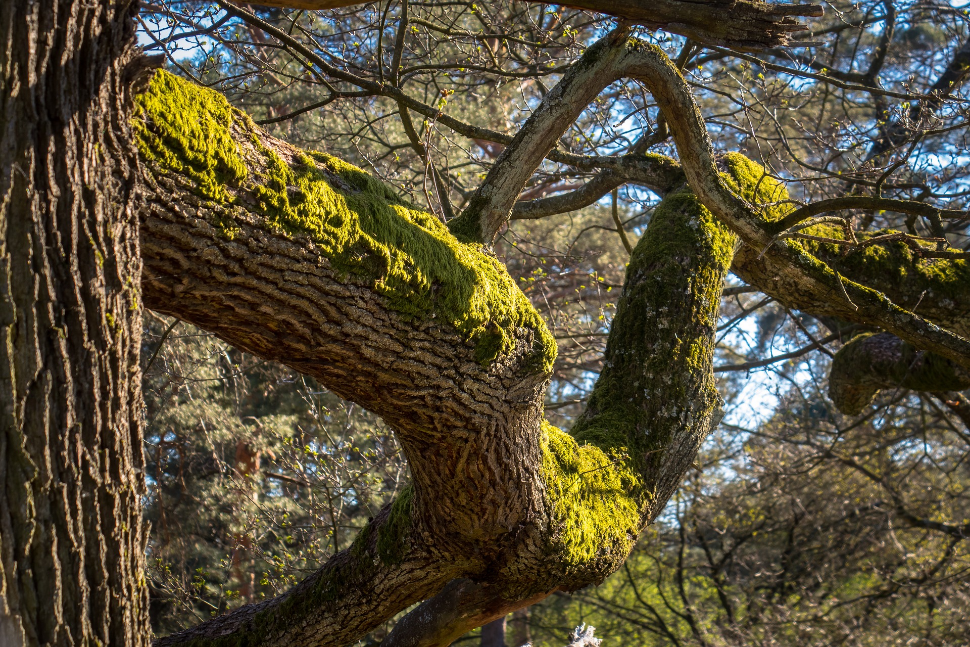 oak-4167137_1920.jpg