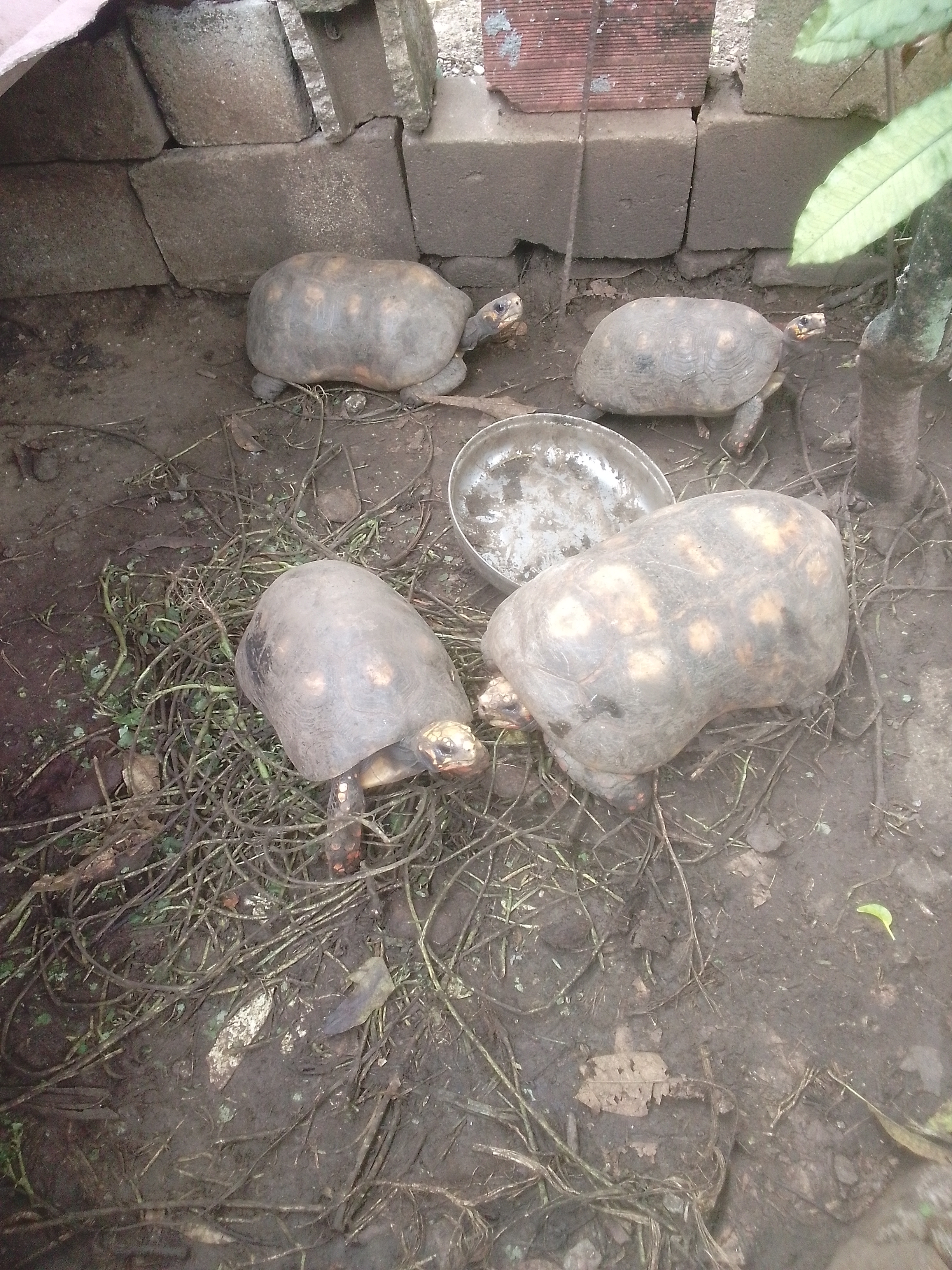 Tremendo Susto Dieron Estos Animales 😱😱