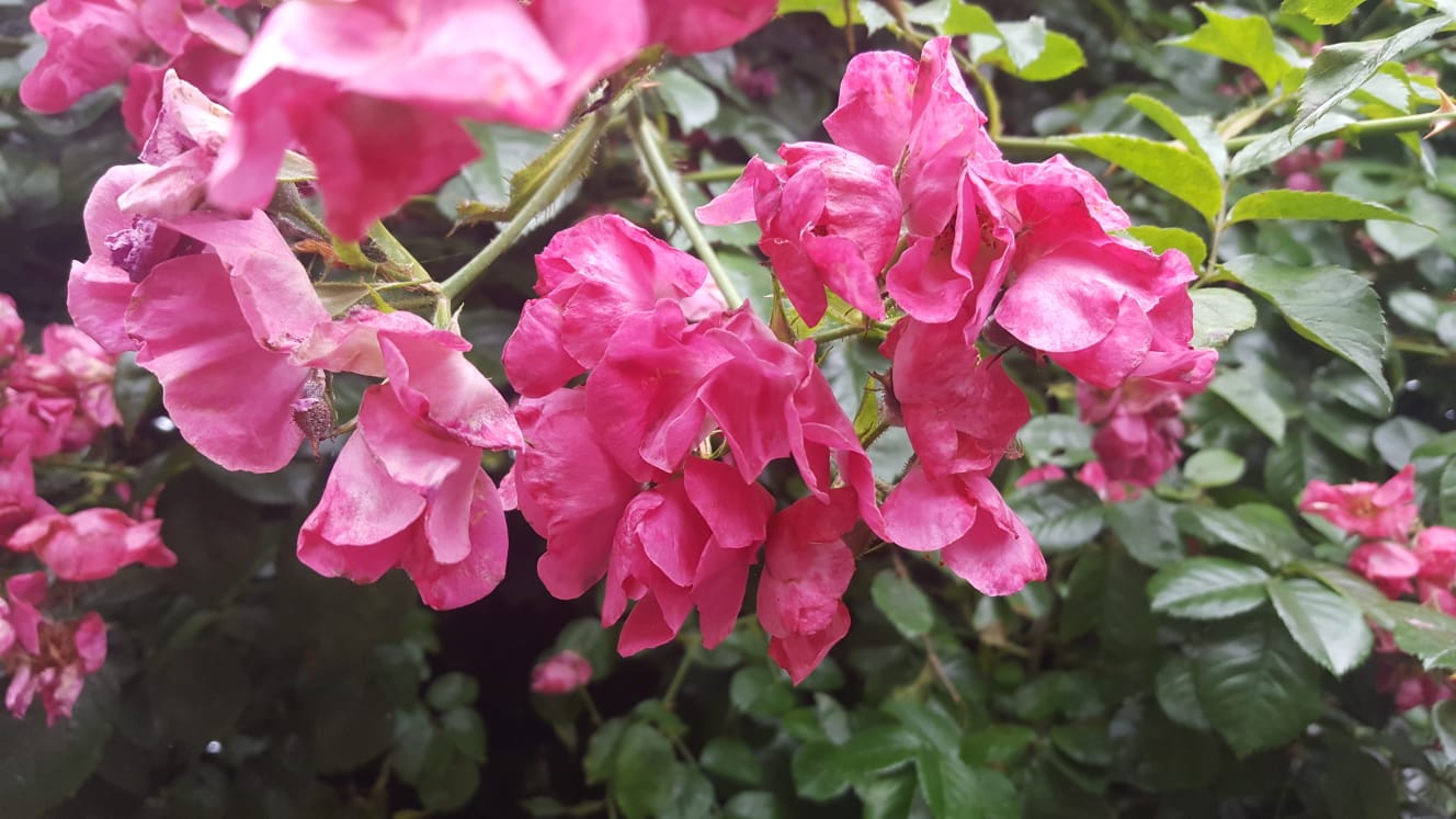 IMG-20180722-WA0006.jpg
