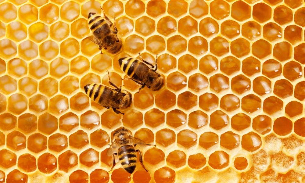 bee hive.jpg