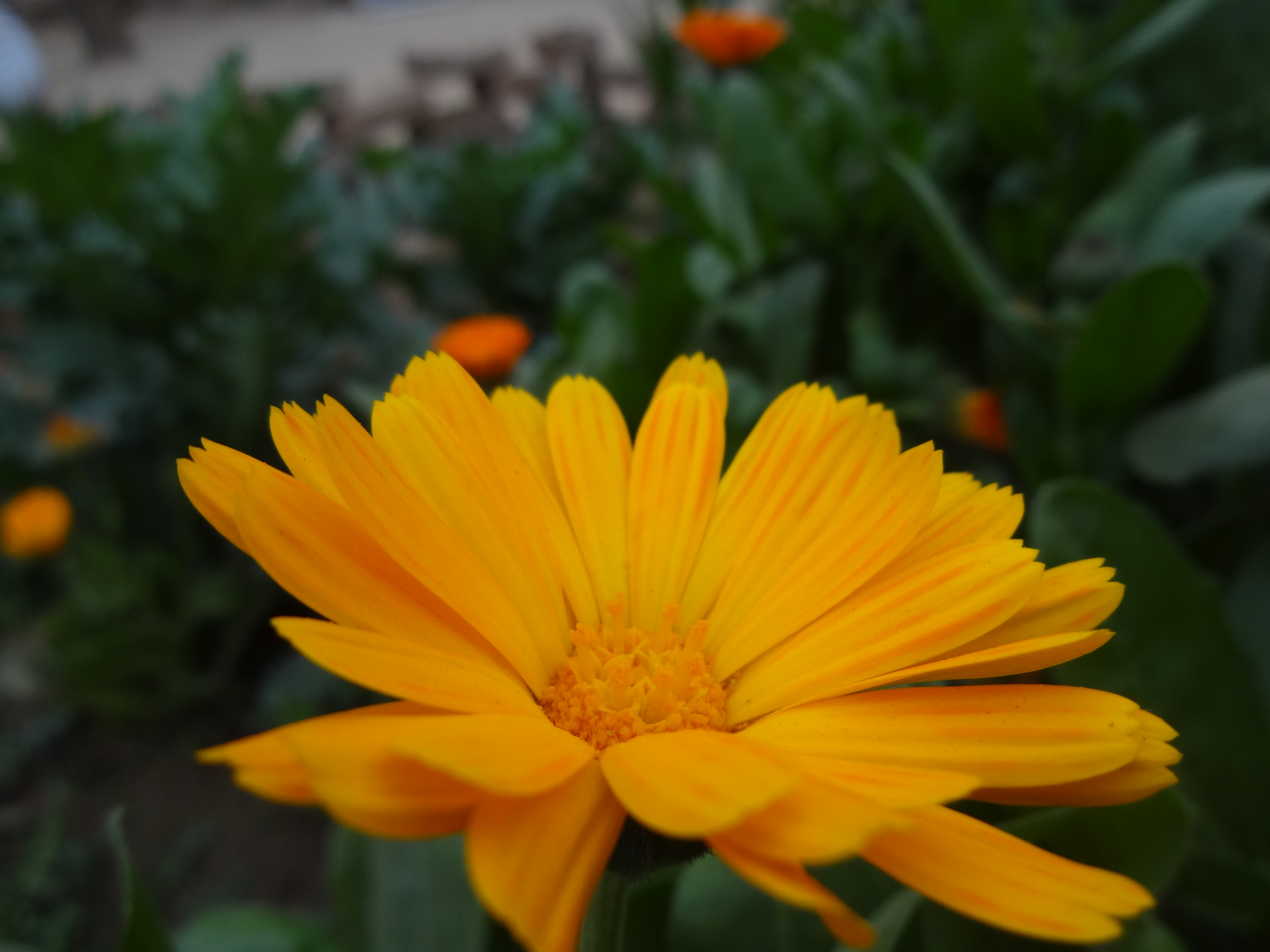 DSC01076.JPG