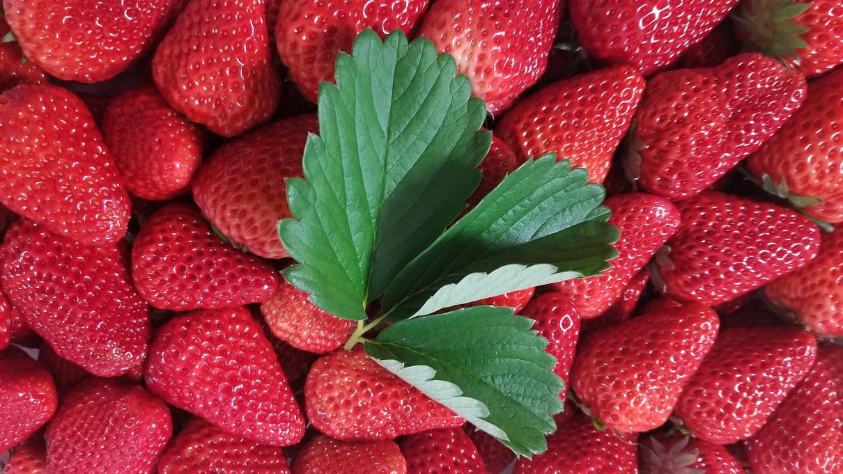 无耻地蹭到了草莓🍓 / My friend brought me fresh strawberries